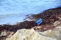 Atlantic Portuguese man-of-war Physalia physalis jellyfish-like poisonous marine hydrozoan washed out on the shore Royalty Free Stock Photo