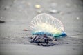 Atlantic Portuguese man-of-war Physalia physalis jellyfish-like poisonous marine hydrozoan washed out on the shore Royalty Free Stock Photo