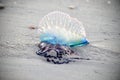 Atlantic Portuguese man-of-war Physalia physalis jellyfish-like poisonous marine hydrozoan washed out on the shore Royalty Free Stock Photo