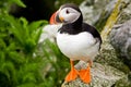 Atlantic Puffin Royalty Free Stock Photo