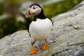 Atlantic Puffin Royalty Free Stock Photo