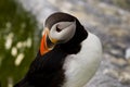 Atlantic Puffin Royalty Free Stock Photo