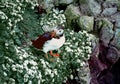 Atlantic Puffin