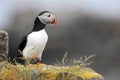 Atlantic Puffin Royalty Free Stock Photo