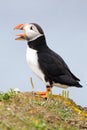 Atlantic Puffin