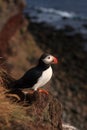 Atlantic puffin Royalty Free Stock Photo