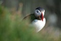 Atlantic Puffin Royalty Free Stock Photo