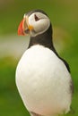 Atlantic Puffin Royalty Free Stock Photo