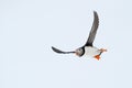 Atlantic Puffin Royalty Free Stock Photo