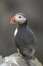 Atlantic Puffin