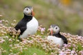 Atlantic puffin Royalty Free Stock Photo