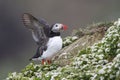 Atlantic Puffin Royalty Free Stock Photo