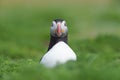 Atlantic Puffin (Alca Arctica)