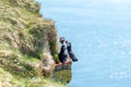 Atlantic puffin/Alca arctica closeup wildlife bird portrait in the steep cliffs of Latrabjarg in the  westfjords Royalty Free Stock Photo