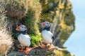 Atlantic puffin/Alca arctica closeup wildlife bird portrait in the steep cliffs of Latrabjarg in the  westfjords Royalty Free Stock Photo