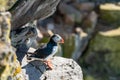 Atlantic puffin/Alca arctica closeup wildlife bird portrait in the steep cliffs of Latrabjarg in the westfjords Royalty Free Stock Photo