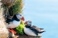 Atlantic puffin/Alca arctica closeup wildlife bird portrait in the steep cliffs of Latrabjarg in the westfjords Royalty Free Stock Photo