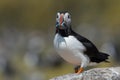 Atlantic Puffin Alca arctica