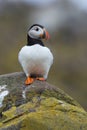 Atlantic Puffin Alca arctica