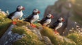 Atlantic puffin , also known as the common puffin, is a species of seabird in the auk family Royalty Free Stock Photo