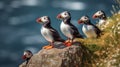 Atlantic puffin , also known as the common puffin, is a species of seabird in the auk family Royalty Free Stock Photo