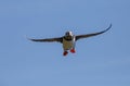 An Atlantic puffin returning back from sea