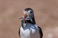 An Atlantic puffin up close with a beak full of sand eels Royalty Free Stock Photo