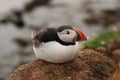 Atlantic puffin, arctica fratercula Royalty Free Stock Photo