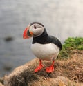 Atlantic puffin,arctica fratercula Royalty Free Stock Photo