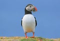 Atlantic Puffin with beak full of sand eels Royalty Free Stock Photo
