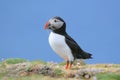 Atlantic Puffin with beak full of sand eels Royalty Free Stock Photo