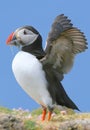 Atlantic Puffin with beak full of sand eels Royalty Free Stock Photo