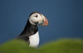 Atlantic puffin with the beak full of sand eels Royalty Free Stock Photo