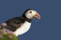 Atlantic puffin with the beak full of sand eels Royalty Free Stock Photo