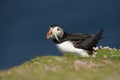 Atlantic puffin with the beak full of sand eels Royalty Free Stock Photo