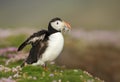 Atlantic puffin with the beak full of sand eels Royalty Free Stock Photo