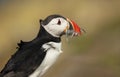 Atlantic puffin with the beak full of sand eels Royalty Free Stock Photo