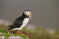 Atlantic puffin with the beak full of sand eels Royalty Free Stock Photo