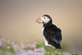 Atlantic puffin with the beak full of sand eels Royalty Free Stock Photo