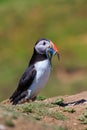 An Atlantic puffin with a beak full of sand eels returns Royalty Free Stock Photo