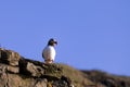 Atlantic Puffin