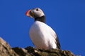 Atlantic Puffin