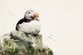 Atlantic puffin. Puffin bird. Royalty Free Stock Photo