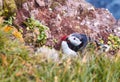 Atlantic Puffin bird, beautiful vibrant close-up portrait, Horned Puffin also known as Fratercula, nesting on a cliff of Royalty Free Stock Photo