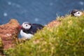 Atlantic Puffin bird, beautiful vibrant close-up portrait, Horned Puffin also known as Fratercula, nesting on a cliff of Royalty Free Stock Photo