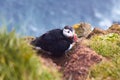 Atlantic Puffin bird, beautiful vibrant close-up portrait, Horned Puffin also known as Fratercula, nesting on a cliff of Royalty Free Stock Photo