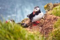 Atlantic Puffin bird, beautiful vibrant close-up portrait, Horned Puffin also known as Fratercula, nesting on a cliff of Royalty Free Stock Photo