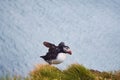 Atlantic Puffin bird, beautiful vibrant close-up portrait, Horned Puffin also known as Fratercula, nesting on a cliff of Royalty Free Stock Photo