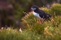 Atlantic Puffin bird, beautiful vibrant close-up portrait, Horned Puffin also known as Fratercula, nesting on a cliff of Royalty Free Stock Photo