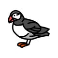 atlantic puffin bird exotic color icon vector illustration Royalty Free Stock Photo